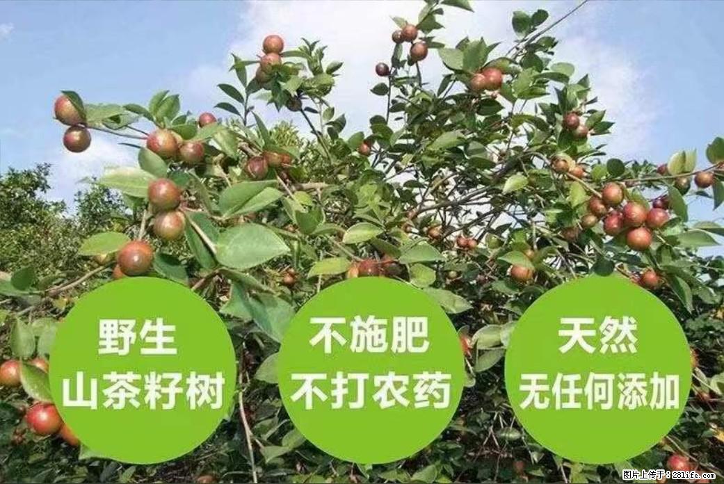 【灌阳县油茶产业示范区】一个有着充实的精神生活的人,对待身外之物自会有一种淡泊的态度 - 美食天地 - 安康生活社区 - 安康28生活网 ankang.28life.com