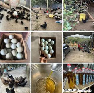 油茶园从小鸡仔开始养起的纯土鸡、土鸡蛋可以预定啦!还有前几天刚榨的纯山茶油哦 - 安康28生活网 ankang.28life.com