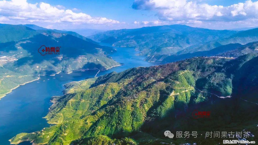 时间果百年古树龙珠普洱生茶 - 购物交流 - 安康生活社区 - 安康28生活网 ankang.28life.com