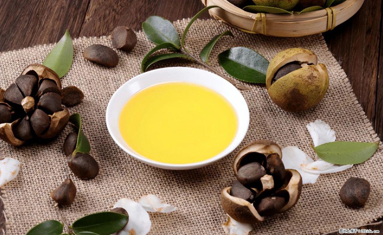 揭秘茶油的5大核心营养成分！被称为人体健康的“守护盾”！ - 安康生活资讯 - 安康28生活网 ankang.28life.com