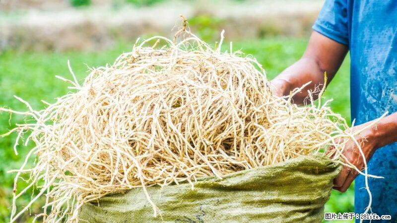 堪称“最难吃”的蔬菜,却是 “抗辐射神器”,还能护肺、清热、止咳化痰! - 安康生活资讯 - 安康28生活网 ankang.28life.com