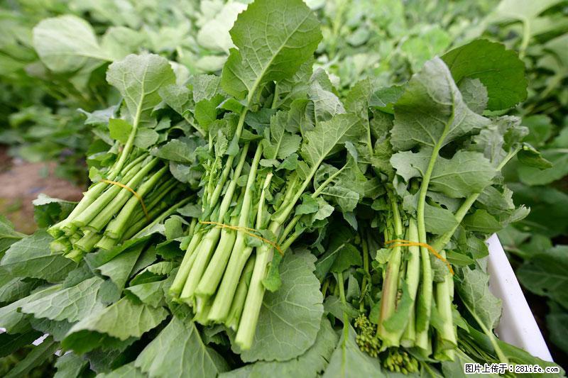 这些蔬菜是“天然钙片”，这6种被医生重点推荐 - 安康生活资讯 - 安康28生活网 ankang.28life.com